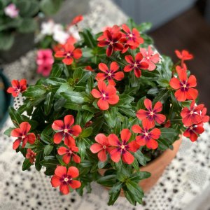 长春花夏天怎么养护 长寿花夏天养护技巧