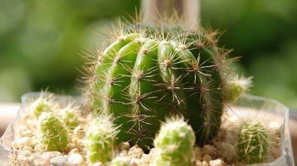 仙人球的花语是什么