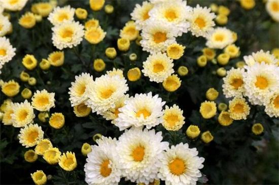 雏菊花语是什么意思