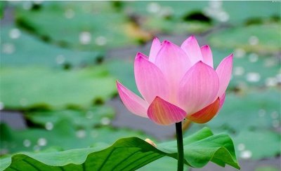 夏天开的都有哪些花 盘点10种代表夏天的花
