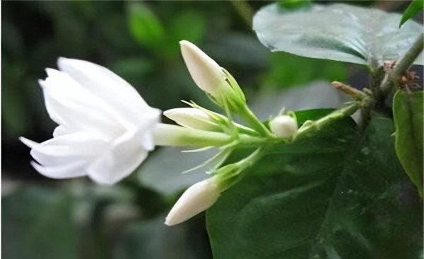 夏天开的都有哪些花
