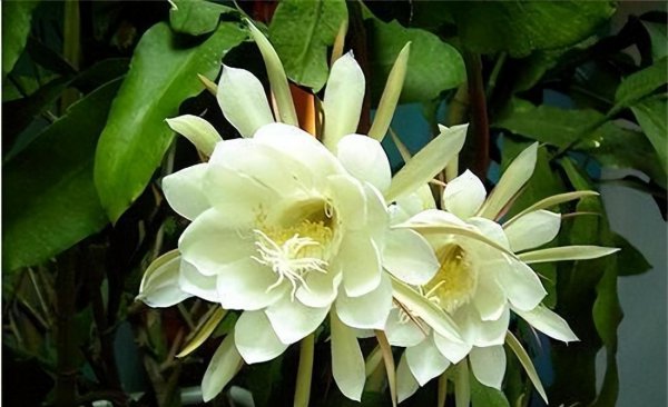夏天开的都有哪些花
