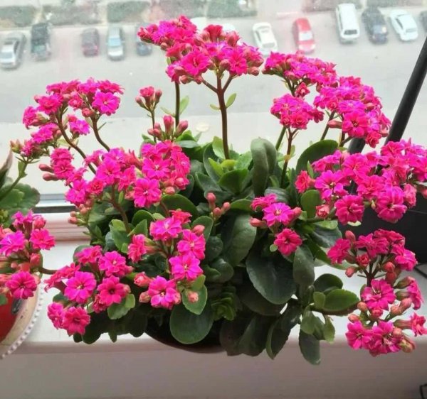 长寿花怎么养护