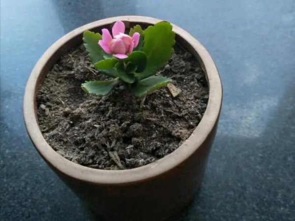 长寿花怎么养护
