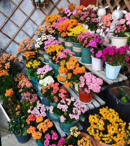 长寿花怎么养护