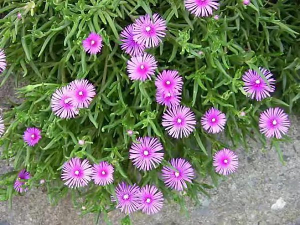 松叶菊的花语是什么