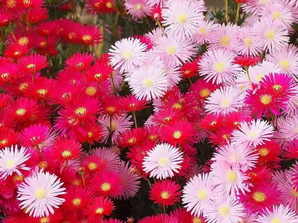 松叶菊的花语是什么