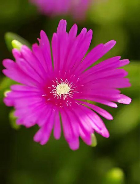 松叶菊的花语是什么