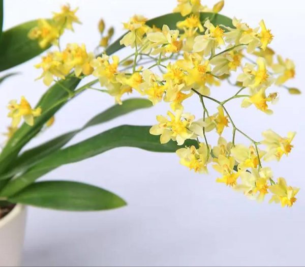 文心兰花语是什么