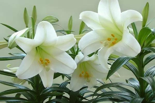 百合的花语是什么