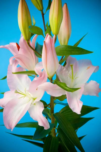 百合的花语是什么