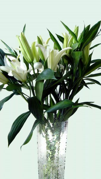 百合的花语是什么