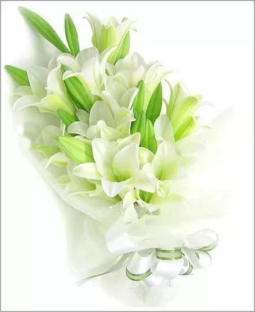 百合的花语是什么