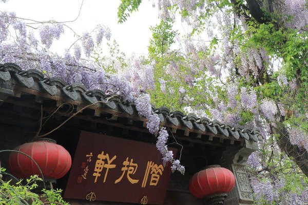 紫藤花的象征意义是什么