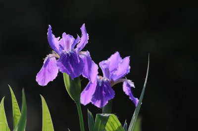 鸢尾花的花语是什么 简述鸢尾花的寓意