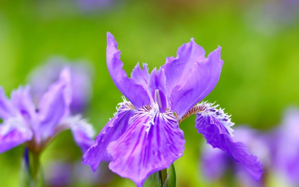 鸢尾花的花语是什么