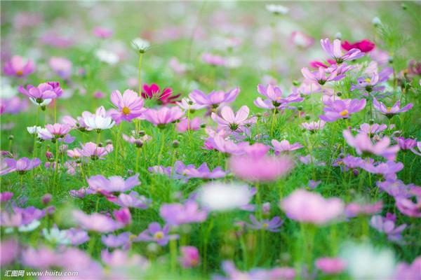 格桑花的寓意是什么意思