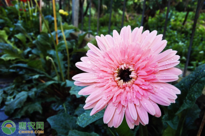 非洲菊花语是什么意思 非洲菊的象征意义