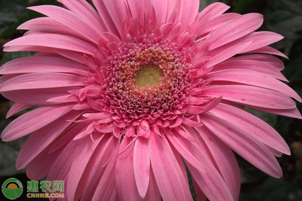 非洲菊花语是什么意思