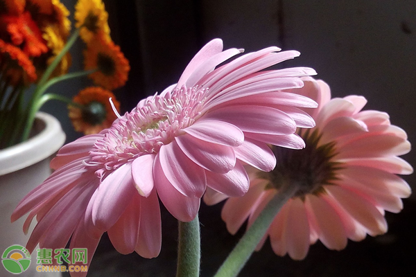 非洲菊花语是什么意思