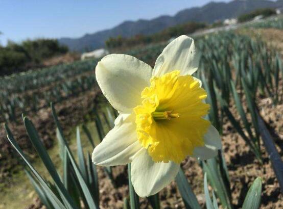 水仙花花语是什么意思