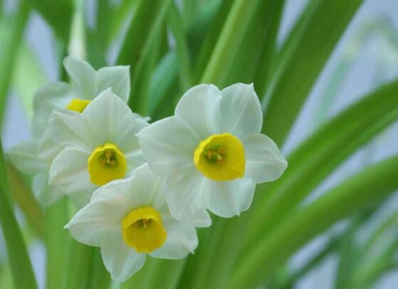 水仙花花语是什么意思