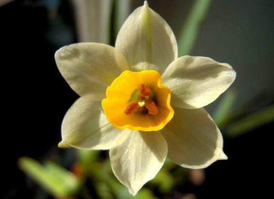 水仙花花语是什么意思