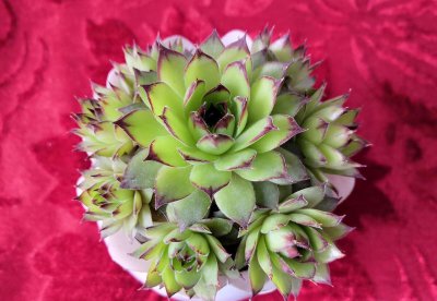 观音莲的寓意是什么 观音莲的花语和象征
