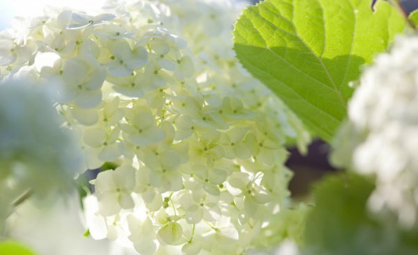 绣球花花语是什么