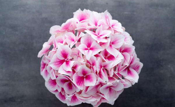 绣球花花语是什么