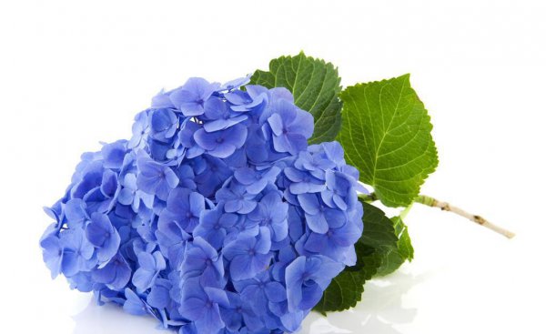 绣球花花语是什么