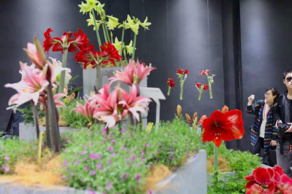 花毛茛的花语是什么