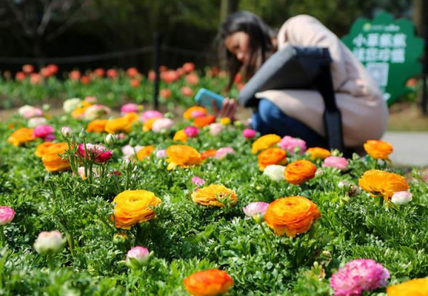 花毛茛的花语是什么
