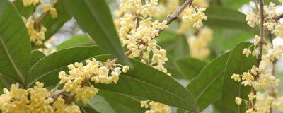 有哪些花在秋天开放 秋天具有代表性的花介绍