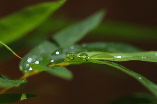 红竹盆景怎么养