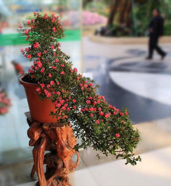 小叶杜鹃盆景怎么养