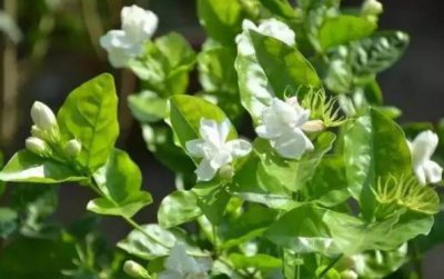 茉莉花冬天怎么养护 茉莉花盆栽养护小窍门