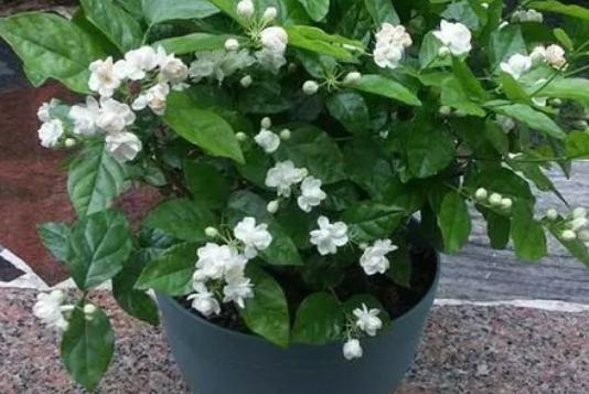茉莉花冬天怎么养护