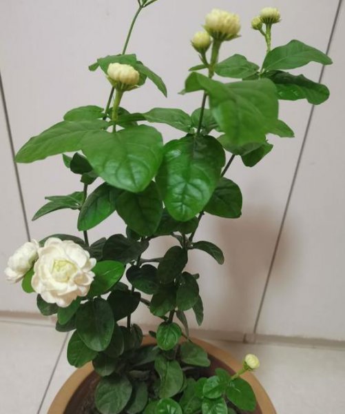 茉莉花冬天怎么养护