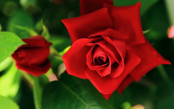 18朵玫瑰的花语是什么