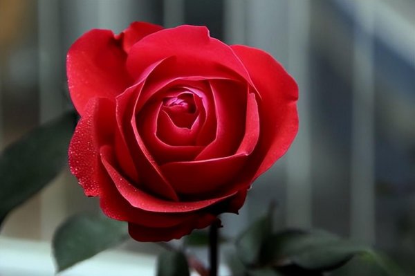 18朵玫瑰的花语是什么