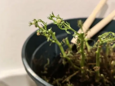 重瓣风铃花怎么养 风铃花盆栽养护知识