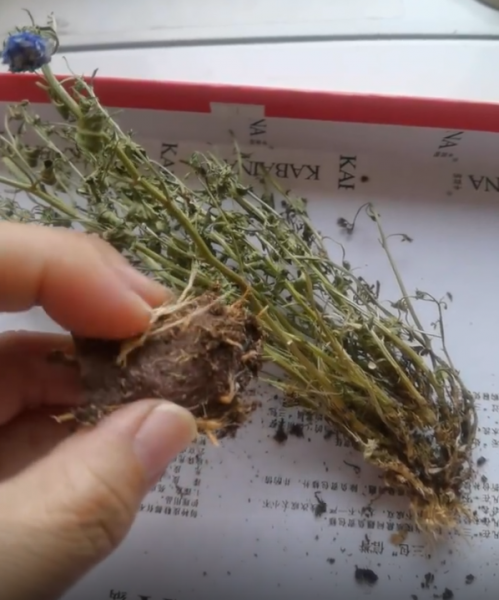 重瓣风铃花怎么养
