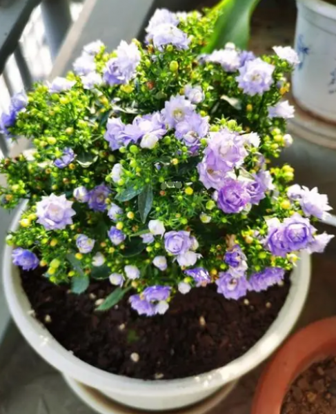 重瓣风铃花怎么养