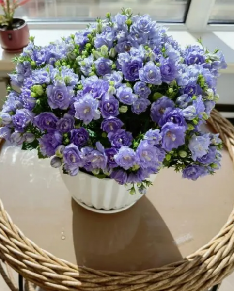 重瓣风铃花怎么养