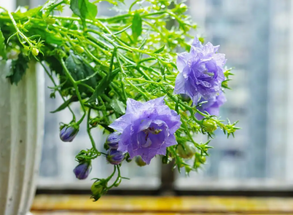 重瓣风铃花怎么养