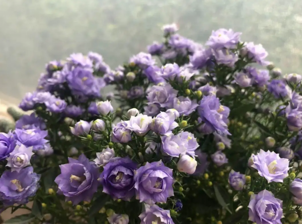 重瓣风铃花怎么养