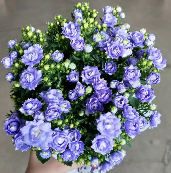 重瓣风铃花怎么养