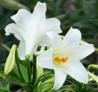 盆栽百合花怎么过冬天 盆栽百合花冬季养护要点