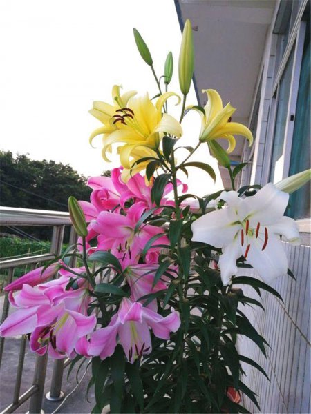 盆栽百合花怎么过冬天